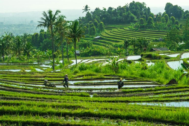 Home Rice Terrace